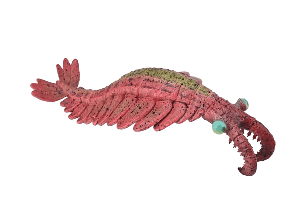 Anomalocaris