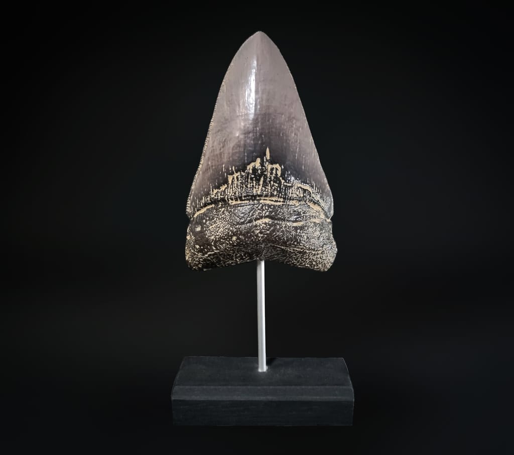 Dent de Mégalodon 1/1